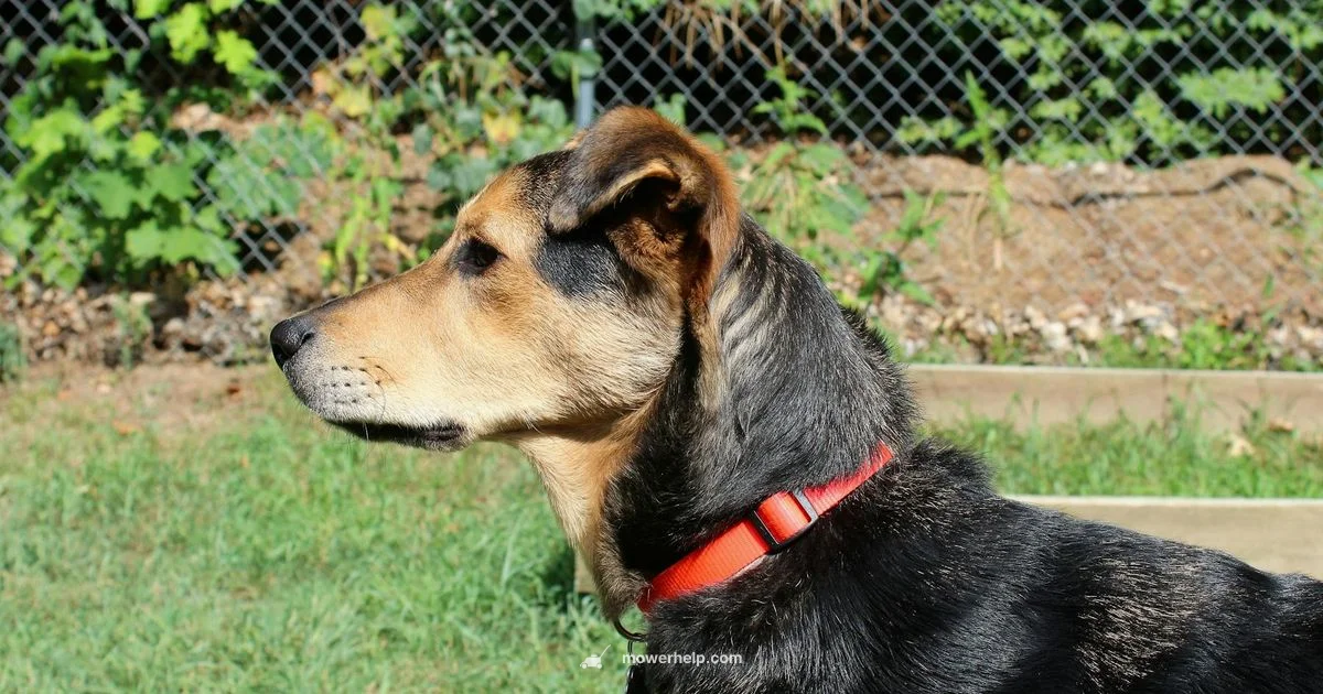 Craftsman M215 Guide - Mower Help