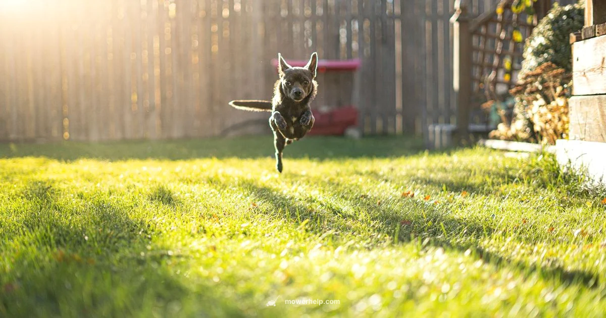 Starting Troubleshoot - Mower Help