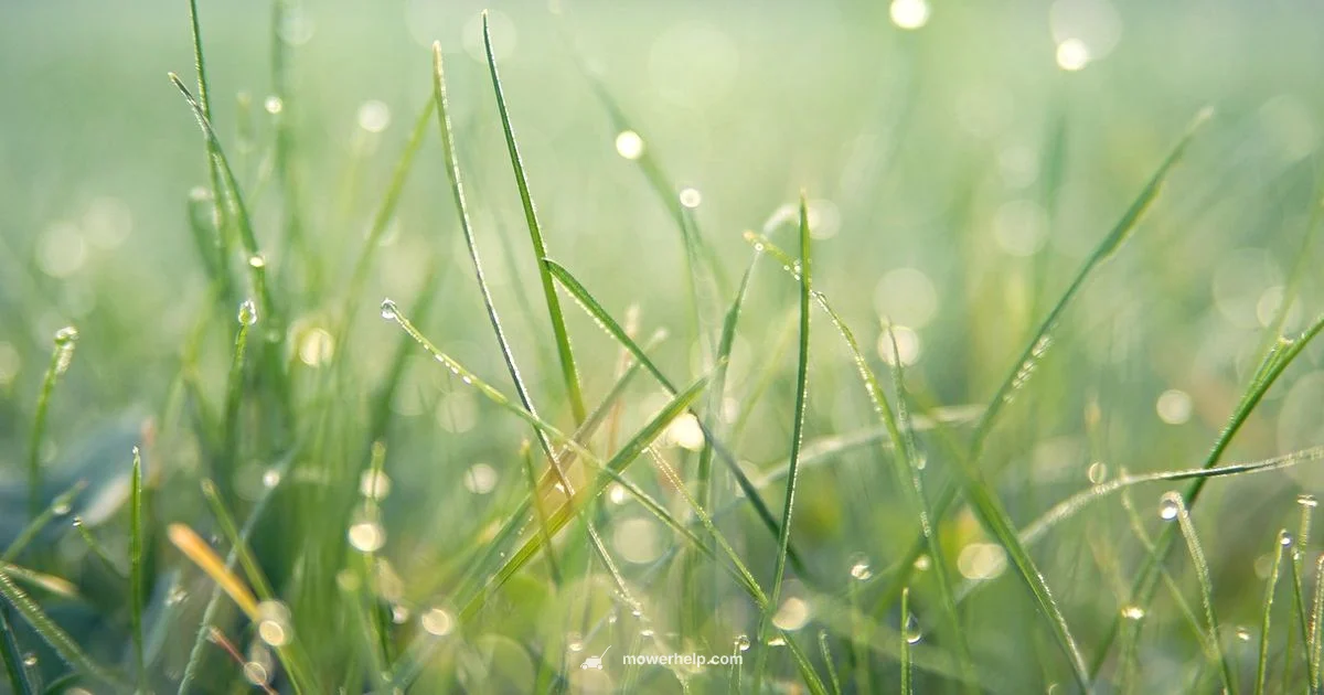 Rain and Mower Care - Mower Help