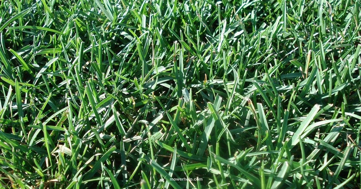 Clean Lawn Mower - Mower Help