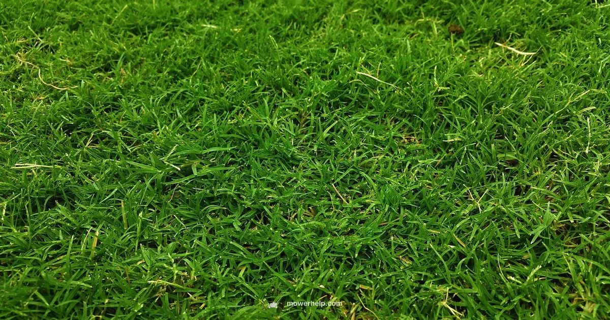 Budget Picks - Mower Help