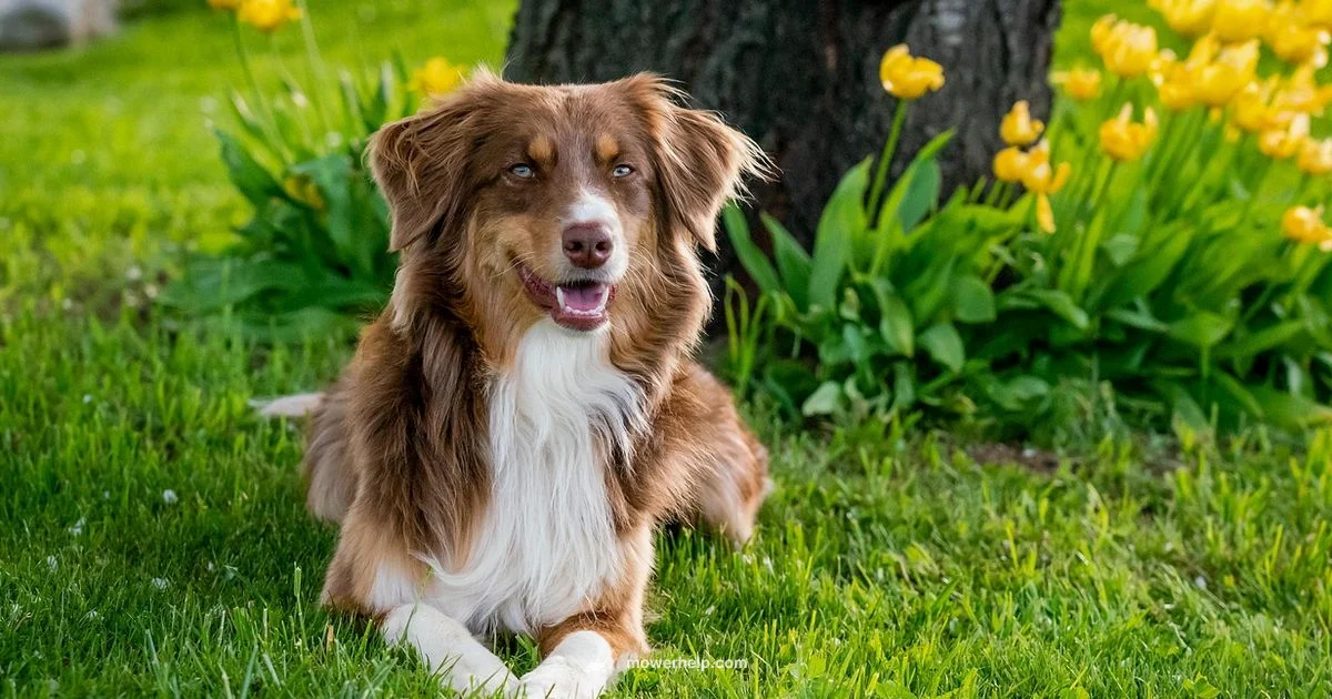 Lawn Mower Guide Lawn Mower Guide - Mower Help