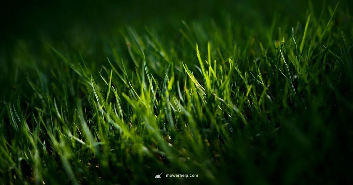 Ride-On Mowers Buyer's Guide Ride-On Mowers Buyer's Guide - Mower Help