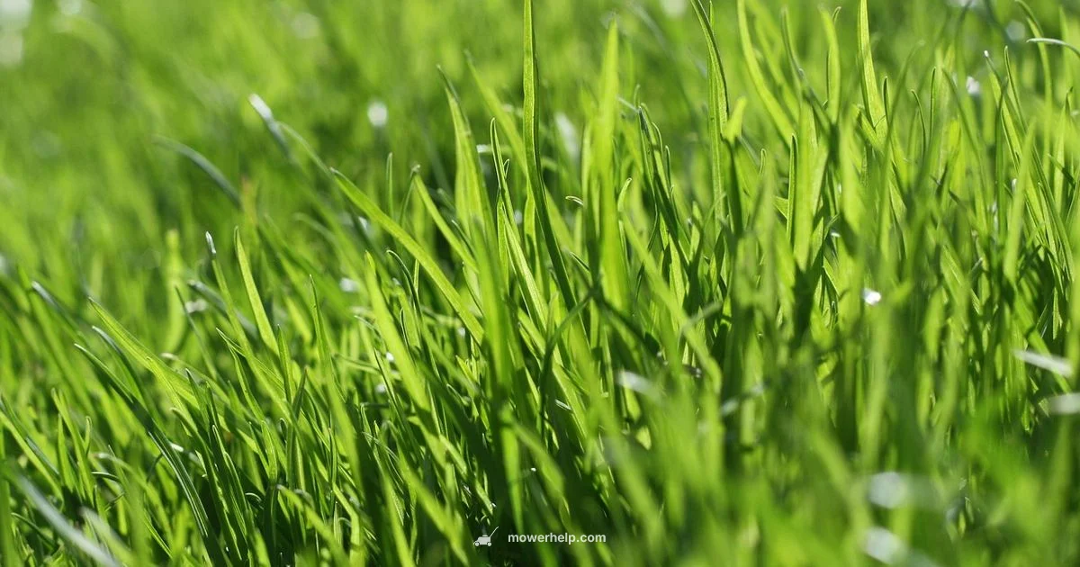 Robot Mower Costs - Mower Help