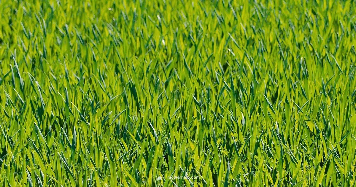 Top Lawn Tractors 2026 - Mower Help