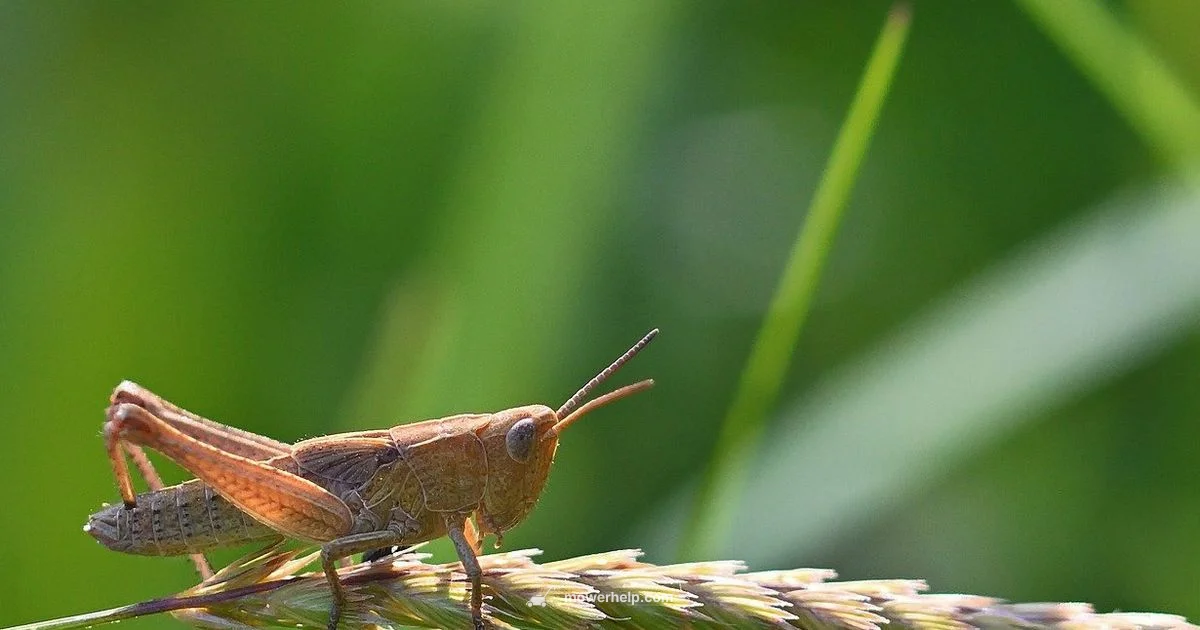 Grasshopper Mower Guide Grasshopper Mower Guide - Mower Help