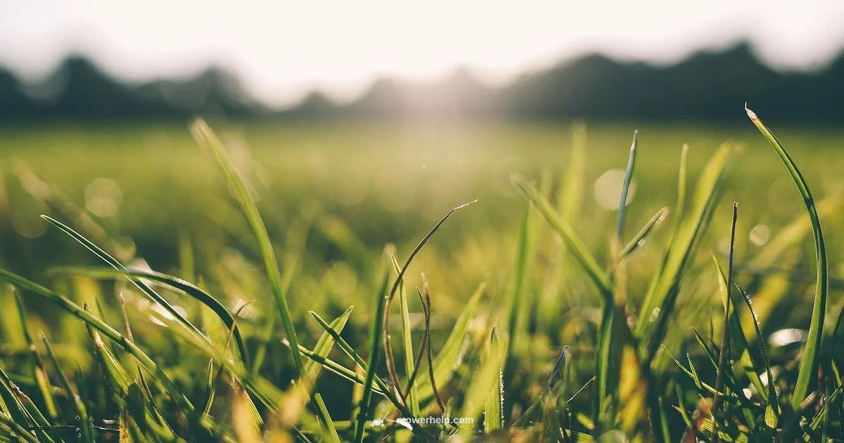 Yellow Mower Brand Guide - Mower Help